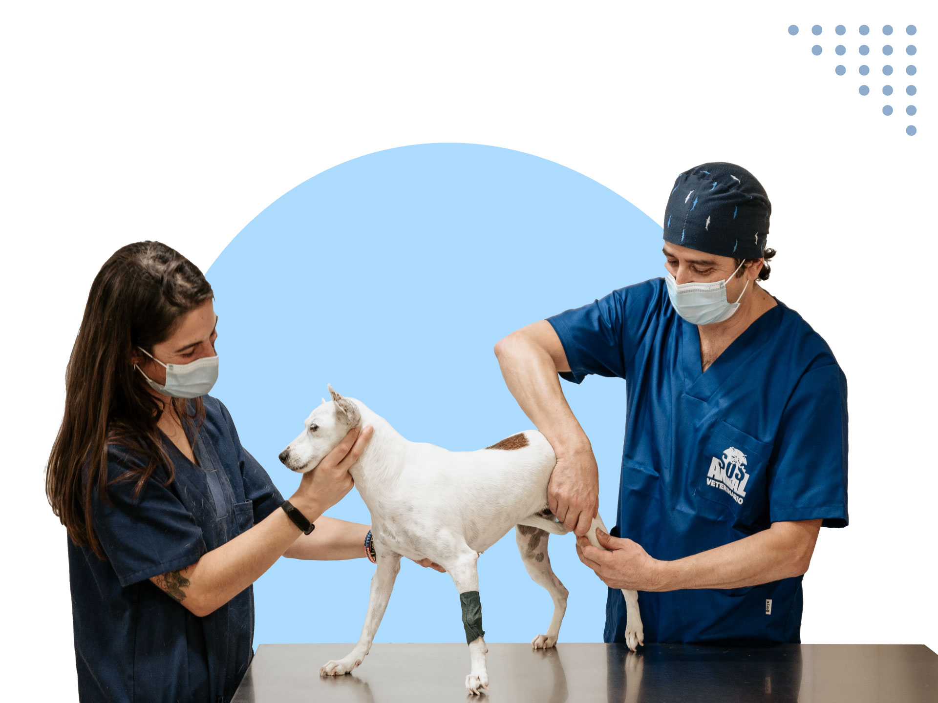 Traumatología veterinaria